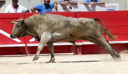 BILANS DE LA SAISON 2024 : PIEDRAS ROJAS, UNE NOVILLADA À MARQUER D’UNE PIERRE BLANCHE