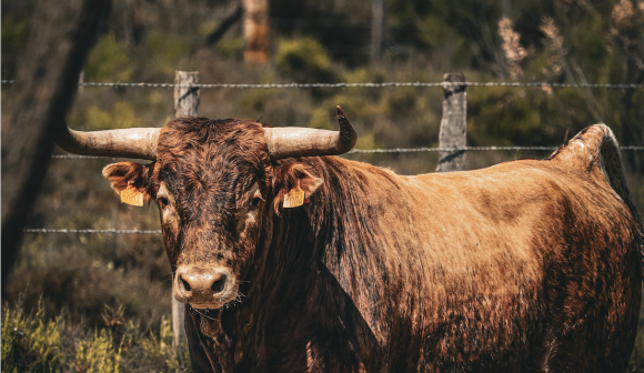 Les toros de Robert Margé pour le dimanche 8 juin