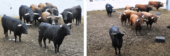 TOROS DE LA FERIA