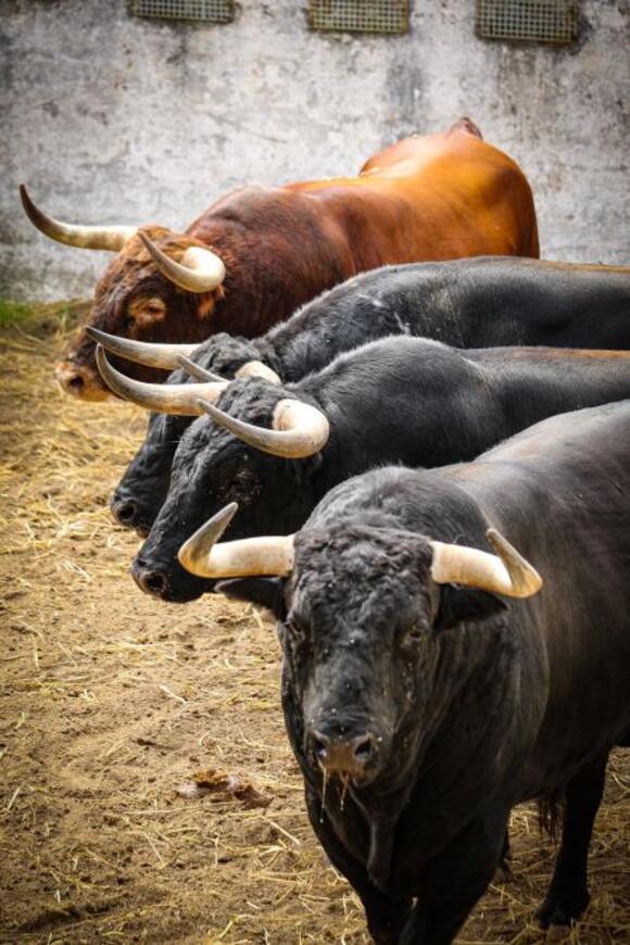 FERIA DE PENTECÔTE : QUAND VOIR LES TOROS AUX CORRALS ?