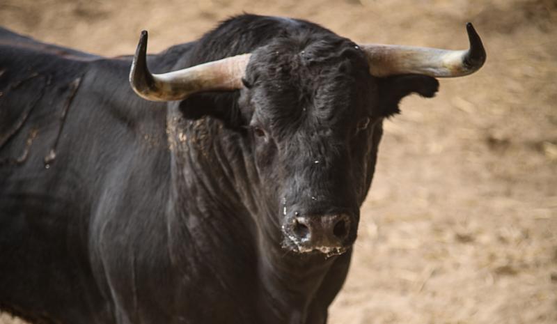 FERIA DES VENDANGES : SORTEO DE LA CORRIDA DE VICTORIANO DEL RÍO