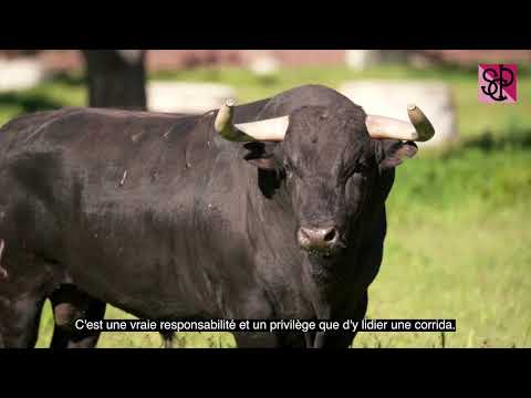 Les toros de Garcigrande pour la Feria de Pentecôte 2024